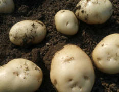 宛城每年五六月份是土豆上市时间