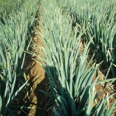 坊子黄旗堡铁杆大棚葱大量热销中