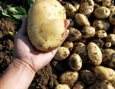 襄州土豆以大量上市，土豆面积大