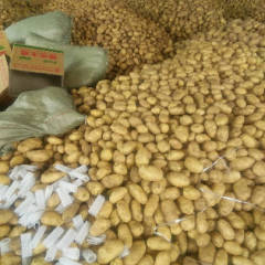 平度荷兰十五土豆，6月中旬大量上市