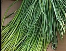 商河蒜薹白毛蒜苔 50～60厘米 产量大