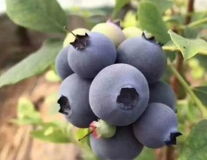 胶南从事蓝莓行业十余年，自有基地400亩