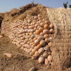 本人在老挝有600亩秘本南瓜5月底到6月上市