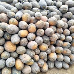 大量金韩南瓜上市