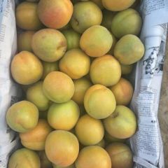 2018年大金太阳杏最新价格行情