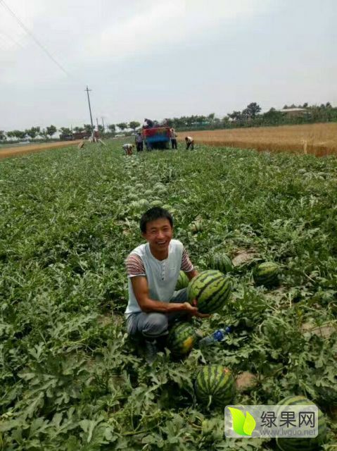 甜王西瓜价格