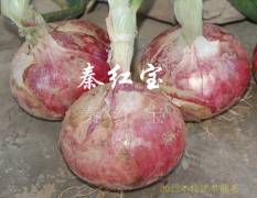 东昌府红皮半高桩洋葱种子 支持以农，服务以农