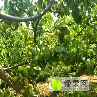 2017年陕西大荔红富士价格