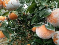 扶绥县瓜果交易市场常年供应各种脐橙