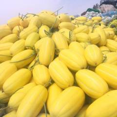 莘县目前季节上市的主要有甜瓜，香瓜，西瓜等