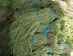 山东莘县全国最大的长豆角种植基地