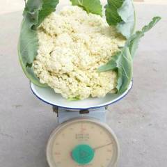 2018献县5月18号上市百亩白面青梗松花菜