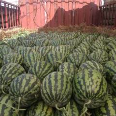 蒲城西瓜 蒲城西瓜大量上市