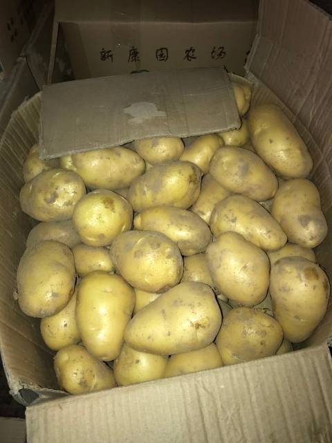 2018年河南尉氏荷兰十五价格
