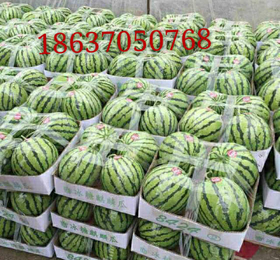 2018年河南睢阳8424西瓜价格