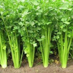 柘城芹菜 远近闻名的蔬菜专业村