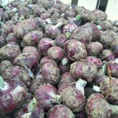 紫皮早熟洋葱已大量上市