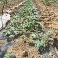 江苏丰县8424西瓜六月中旬上市