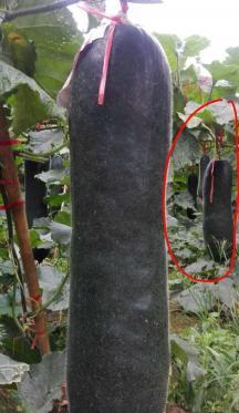 台山冬瓜 自家妈妈种的纯优良品种大冬瓜