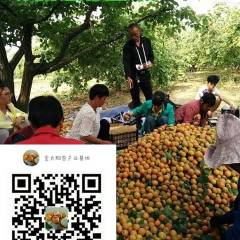 泾阳金太阳杏、丰园红杏万亩基地