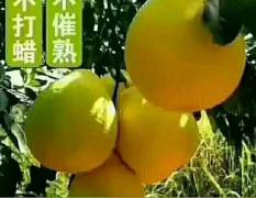 长寿柚子 专门种植和销售长寿有机沙田柚