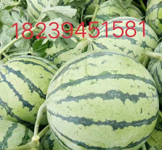 2018年河南沈丘8424西瓜价格