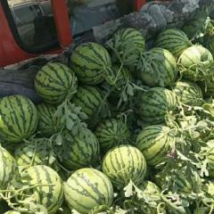 开封万亩西瓜种植基地，美都，8424，甜王专业代发团队！