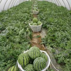 彭州红岩镇种植万余亩8424西瓜