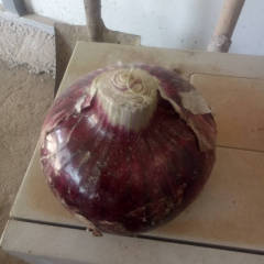 郯城红葱大量上市，个头大质量好