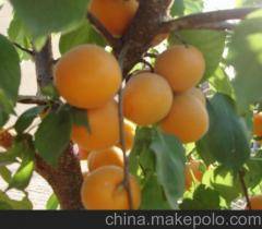 大荔县两宜镇常年代办各种水果