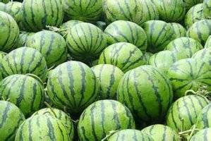 陕西蒲城西瓜大量登录市场