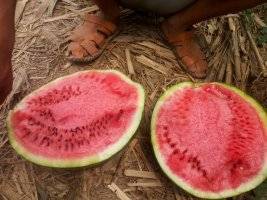 2018年山东牡丹国甜价格