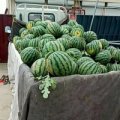 山东省菏泽西瓜上市，瓜皮薄