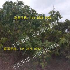 南山正宗深圳南山荔枝！自家果园