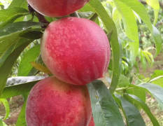 宜城蜜桃 坡地大红桃已经上市，个大颜色好