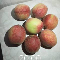 宜城蜜桃 毛桃开始上市了，主要品种有美佳，美
