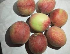 宜城蜜桃 毛桃开始上市了，主要品种有美佳，美
