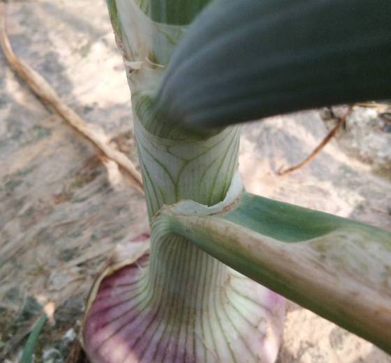 2018年山東莘縣紫皮洋蔥價(jià)格