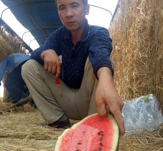 黑美人价格