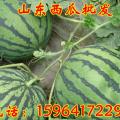 2018山东西瓜批发市场价格