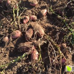 太仆寺旗土豆 现出售一批去年的土豆，留多了