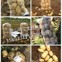 唐山玉田县张金良实力供应早大白