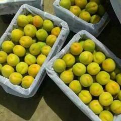 陕西大荔凯特杏杏子产销两旺