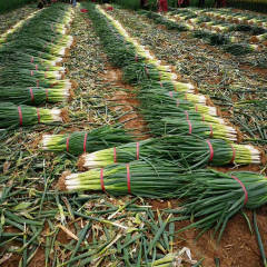 藁城南营铁杆大葱大量上市价格四毛！质量很好