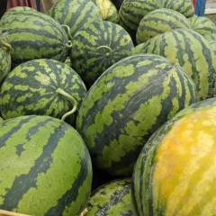 陕西甜王，甜王西瓜，无籽甜王