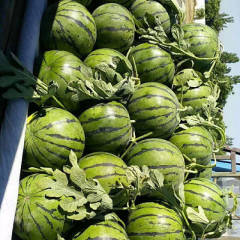 漫河西瓜现已大量上市，主要品种京欣