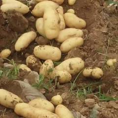 襄州土豆品种有早大白和荷兰十五