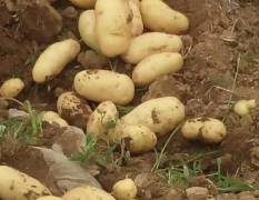 襄州土豆品种有早大白和荷兰十五