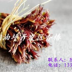 湖南道县祥霖铺桐油坪开发区香椿上市了