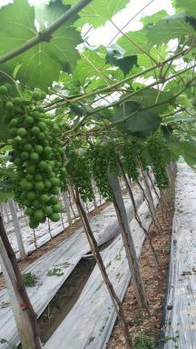 我们村种了200亩葡萄大棚葡萄